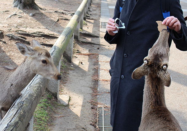 奈良公園といえばシカ