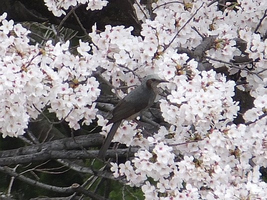 鳥は楽しんでいます_4月4日