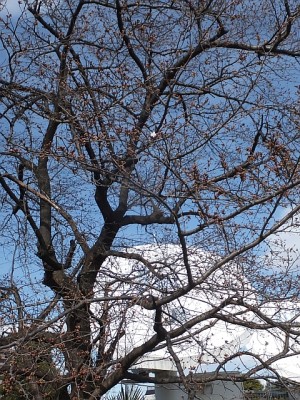 まだ一部？咲き_3月25日